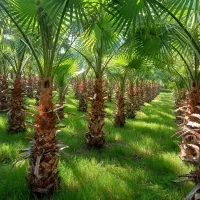 پالم واشنگتن تنه قرمز