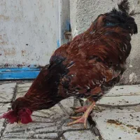 خروس جوان نژاد دورگ لاری