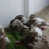 بوقلمون بوربون معاوضه|حیوانات مزرعه|باشت, |دیوار