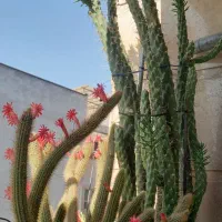 دو عدد گلدان کاکتوس بزرگ