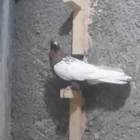 نروماده کمر زردوسرخ|پرنده|سبزوار, امیر کبیر|دیوار