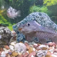 ماهی آکواریوم|ماهی|خرمشهر, |دیوار