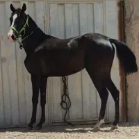 کره ماده بسیار پر خون و سرو دمگیر|اسب و تجهیزات اسب‌سواری|تهران, آزادشهر|دیوار