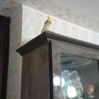عروس هلندی ماده آماده