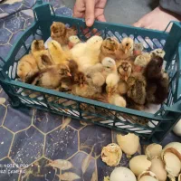 جوجه مرغ چند روزه