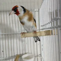 سهره وه گلبسر|پرنده|ری, صفاییه (چشمه علی)|دیوار