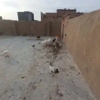 فروش بوقلمون