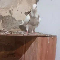 کلفه ماده عسل همدانی|پرنده|اردبیل, |دیوار