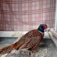 خروس آمریکایی