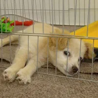 سگ اشپیتز|سگ|شیراز, لاله|دیوار