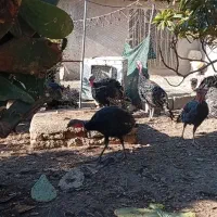 تعدادی بوقلمون نر وماده