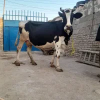 دوعدد گاو گوشتی