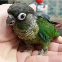 طوطی گرینچیک سرلاکی