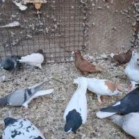 کبوتر رنگی|پرنده|تاکستان, |دیوار