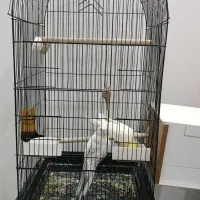 عروس هلندی با جوجه|پرنده|زابل, |دیوار