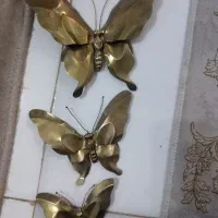 پروانه برنز