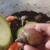 حلزون البینو۳ ماهه دانه ای ۲۰ تومن