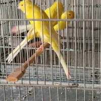 پرنده زینتی|پرنده|بروجن, |دیوار