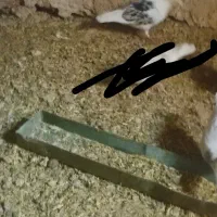7جفت کبوتر بی بوم