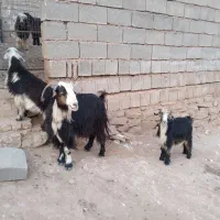 بز ترکی دوقلو زا بادوتا بیگ نر بزرگ زیرش|حیوانات مزرعه|مسجد سلیمان, |دیوار