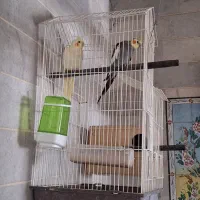 جفت عروس هلندی