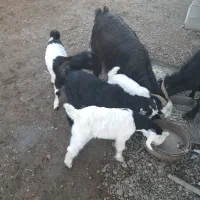 بز داشتی|حیوانات مزرعه|گتوند, |دیوار