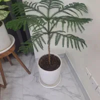 کاج مطبخ|گل و گیاه طبیعی|محمدشهر, محمدشهر|دیوار