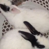 خرگوش دستی ،غذا خور