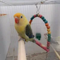 جفت پلاک دار