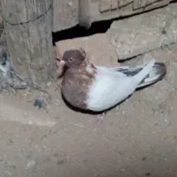 سه عدد کفتر|پرنده|باغ بهادران, |دیوار