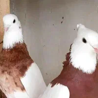 یک جفت جوجه طوقی مفلق