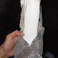 کبوتر جفت دم سفید|پرنده|سوسنگرد, |دیوار