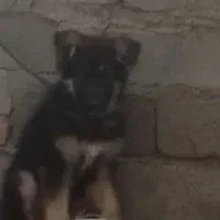 توله نر دو ماهه ژرمن اصلی کینگ و قفس قناری