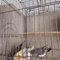 فروش انواع پرنده|پرنده|ورامین, شهرک فجر|دیوار