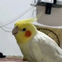 4..7..1404 گمشده