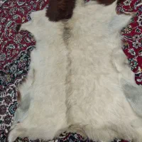 پوست بره / گوسفند طبیعی و سالم