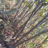 نهال بید معجون و سایر نهال ها|گل و گیاه طبیعی|میاندوآب, |دیوار