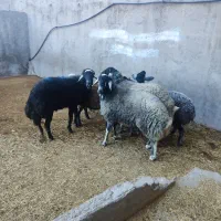 بره شیرخور و خوراک خور میش بز بزغاله بز دوقلو|حیوانات مزرعه|قم, شهر قائم|دیوار