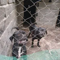 سگ پژدر ماده ی جفت امریکن بولی|سگ|علی‌آباد کتول, |دیوار