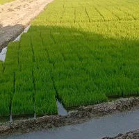 فروش سینی نشا برنج