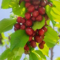 فروش باغ طرح عمان ۲۰۰۰ متری با فنس و آلاچیق|فروش زمین و ملک کلنگی|شهرکرد, |دیوار