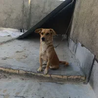 سگ پاکوتاه زرنگ باهوش