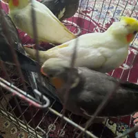 جوجه عروس هلندی  دان خور|پرنده|گنبد کاووس, |دیوار
