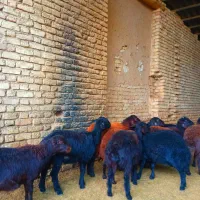 گوسفند قزل افشار و قره قزل اصل|حیوانات مزرعه|خمینیشهر, |دیوار