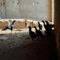 خروس دورگ سالم و سرحال|حیوانات مزرعه|الوند, |دیوار