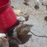 جوجه مرغ