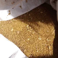 بذر یونجه محلی پابلند 30کیلو قیم1050بذر یونجه