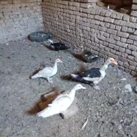مرغابی و چوری لاری