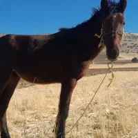 فروش اسب|اسب و تجهیزات اسبسواری|زمکان, |دیوار