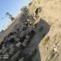 گله میش وبز جوان یک صاحب  برای مالداری  وپرواری|حیوانات مزرعه|رضویه, |دیوار